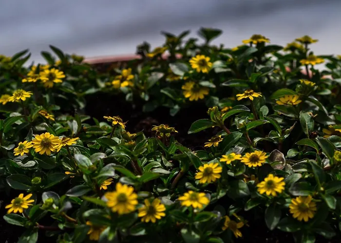 La Grange Alojamento de Acomodação e Pequeno-almoço